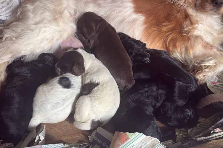 Cocker Spaniel (Working)