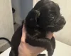 Cocker Spaniel (Working)