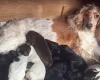 Cocker Spaniel (Working)