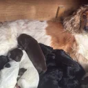 Cocker Spaniel (Working)