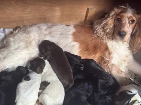 Cocker Spaniel (Working)
