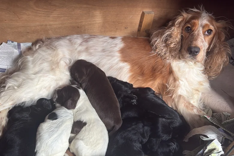 Cocker Spaniel (Working)