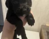 Cocker Spaniel (Working)