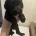 Cocker Spaniel (Working)