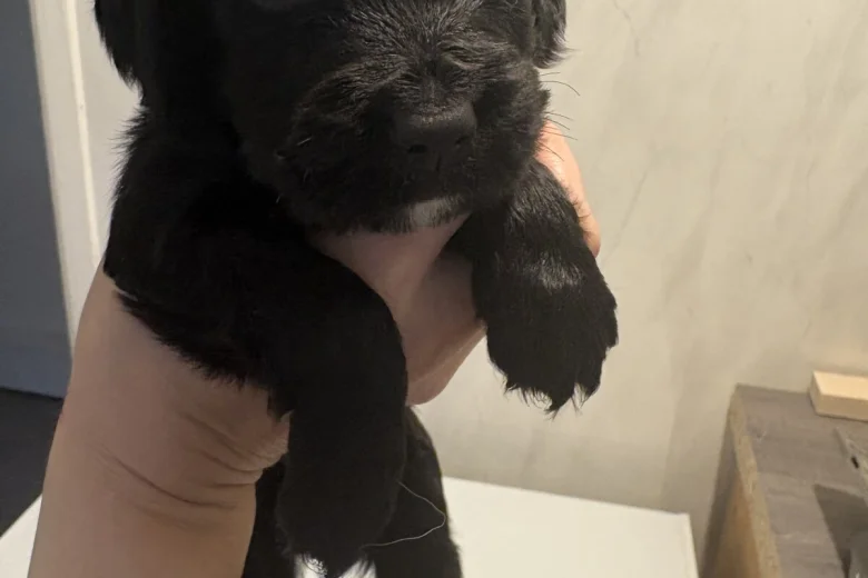 Cocker Spaniel (Working)