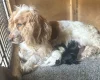 Cocker Spaniel (Working)