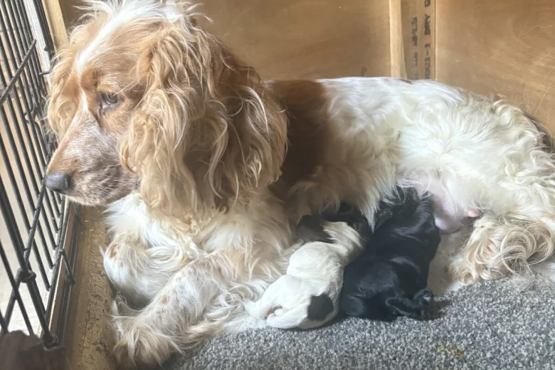 Cocker Spaniel (Working)