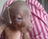 Dachshund (Miniature Smooth Haired)