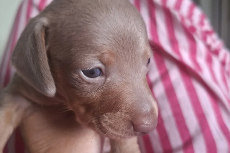 Dachshund (Miniature Smooth Haired)