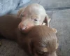 Dachshund (Miniature Smooth Haired)
