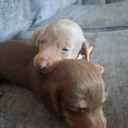 Dachshund (Miniature Smooth Haired)