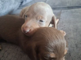 Dachshund (Miniature Smooth Haired)