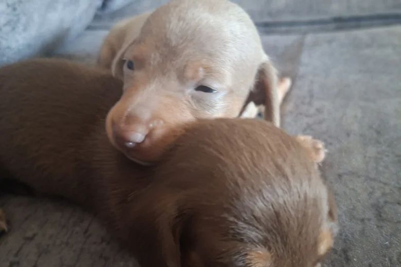 Dachshund (Miniature Smooth Haired)