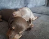 Dachshund (Miniature Smooth Haired)