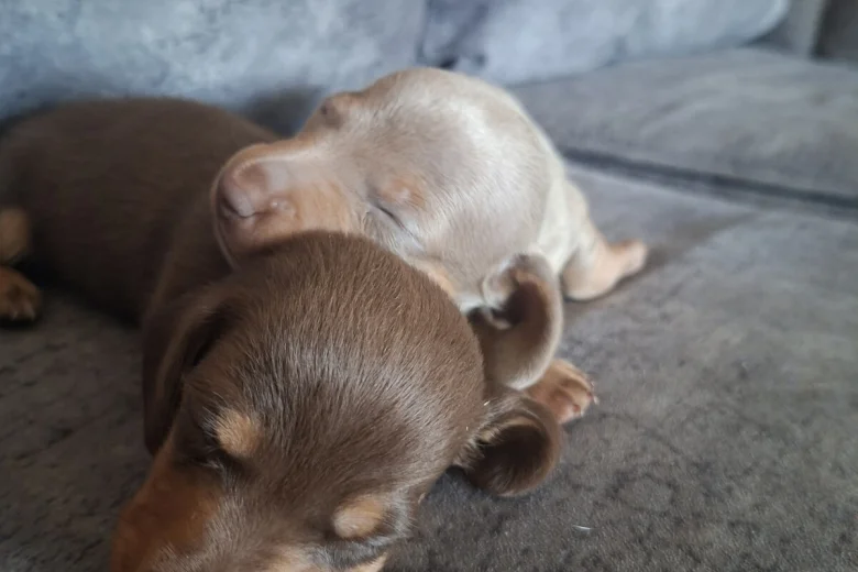 Dachshund (Miniature Smooth Haired)