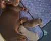 Dachshund (Miniature Smooth Haired)