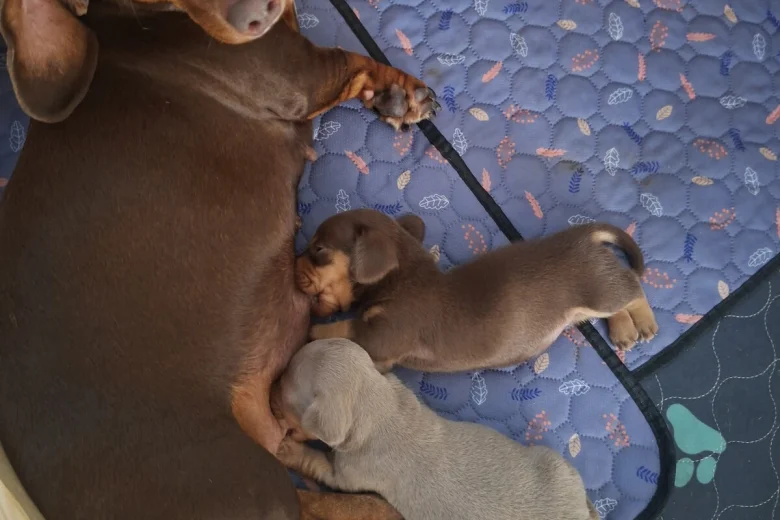 Dachshund (Miniature Smooth Haired)