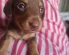 Dachshund (Miniature Smooth Haired)