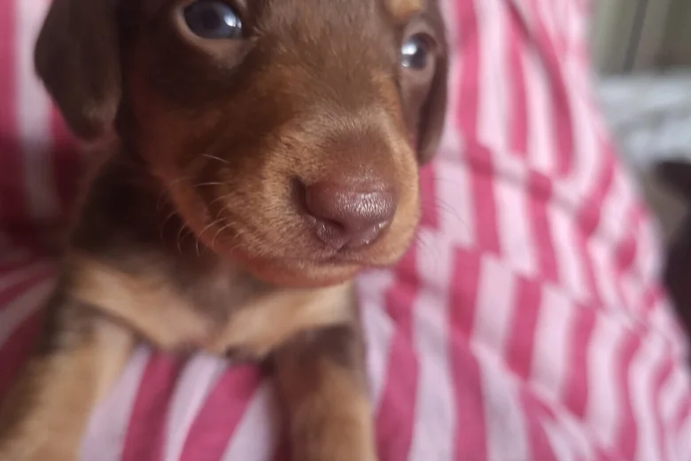 Dachshund (Miniature Smooth Haired)