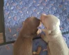 Dachshund (Miniature Smooth Haired)