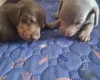 Dachshund (Miniature Smooth Haired)