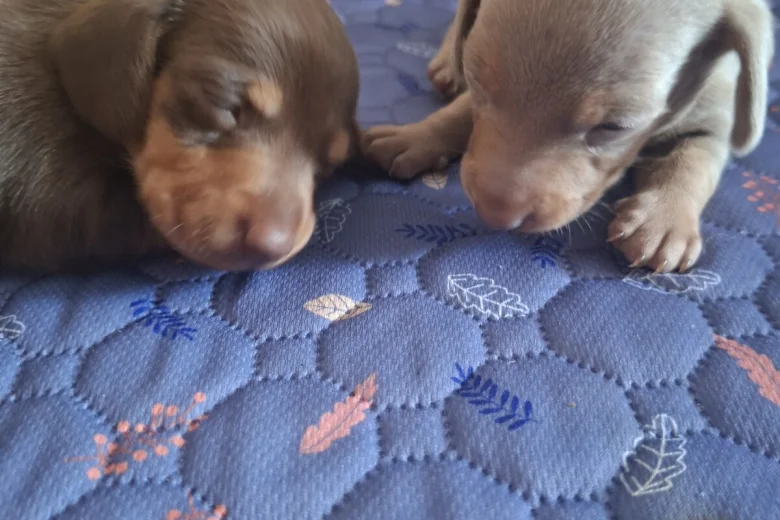Dachshund (Miniature Smooth Haired)