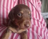 Dachshund (Miniature Smooth Haired)