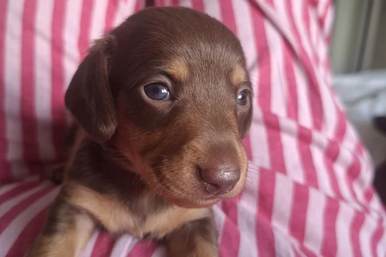 Dachshund (Miniature Smooth Haired)