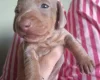 Dachshund (Miniature Smooth Haired)