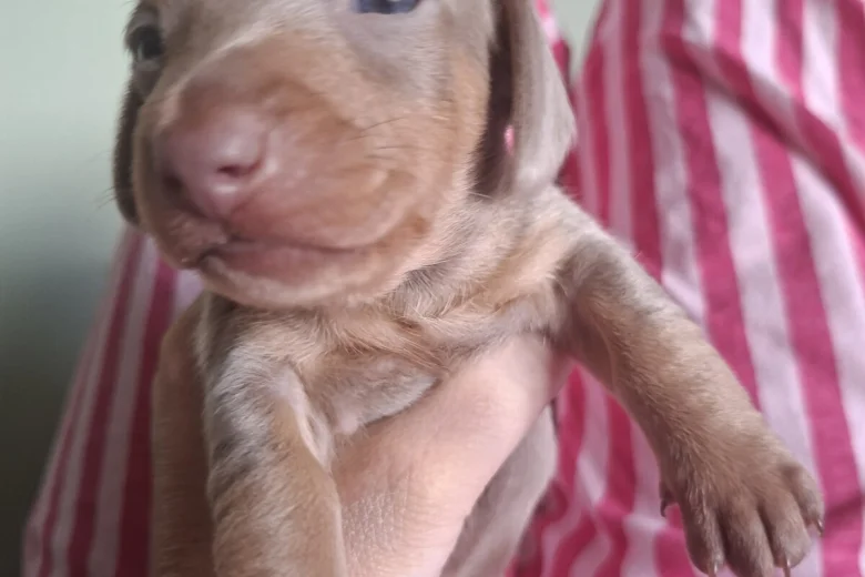 Dachshund (Miniature Smooth Haired)