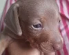Dachshund (Miniature Smooth Haired)