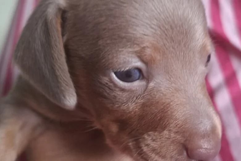 Dachshund (Miniature Smooth Haired)