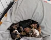 Dachshund (Miniature Smooth Haired)