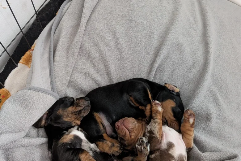 Dachshund (Miniature Smooth Haired)