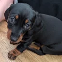 Dachshund (Miniature Smooth Haired)