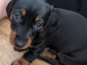 Dachshund (Miniature Smooth Haired)