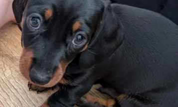 Dachshund (Miniature Smooth Haired)