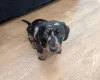 Dachshund (Miniature Smooth Haired)