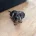 Dachshund (Miniature Smooth Haired)