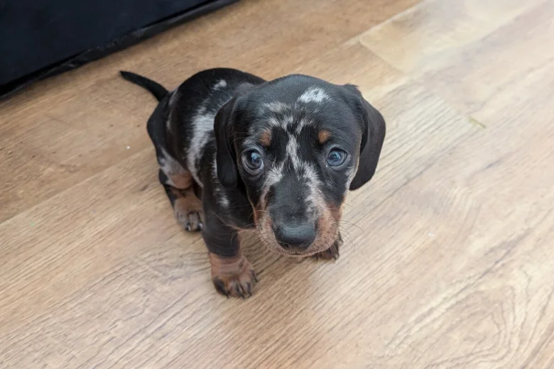 Dachshund (Miniature Smooth Haired)