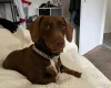 Dachshund (Miniature Smooth Haired)
