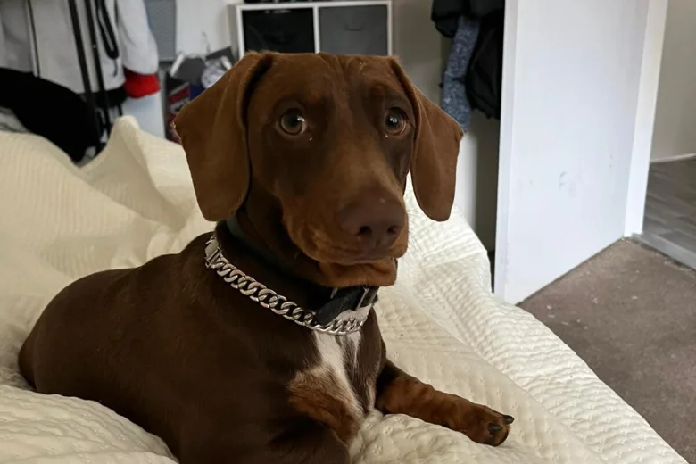 Dachshund (Miniature Smooth Haired)