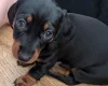 Dachshund (Miniature Smooth Haired)