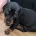 Dachshund (Miniature Smooth Haired)