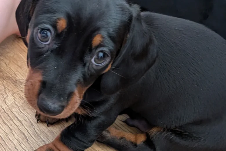 Dachshund (Miniature Smooth Haired)