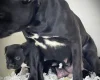 Staffordshire Bull Terrier