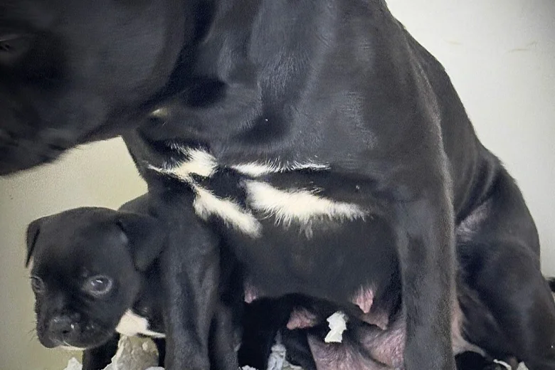 Staffordshire Bull Terrier