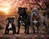Staffordshire Bull Terrier