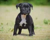 Staffordshire Bull Terrier