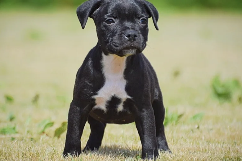 Staffordshire Bull Terrier